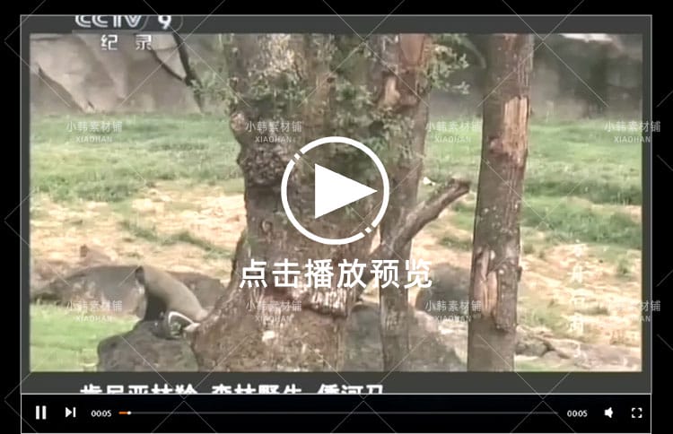 野生动物保护纪录片方舟后裔全6集中视频自媒体解说高清视频素材