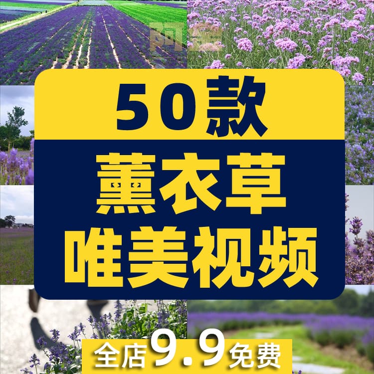 紫色薰衣草唯美花海庄园农田风景素材高清旅游自然治愈系视频背景