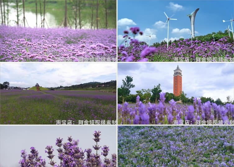 紫色薰衣草唯美花海庄园农田风景素材高清旅游自然治愈系视频背景