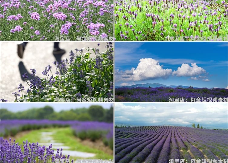 紫色薰衣草唯美花海庄园农田风景素材高清旅游自然治愈系视频背景
