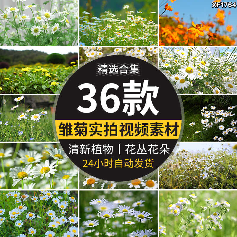 唯美盛开小雏菊花清新植物盛开花丛花朵特写清新空境实拍视频素材