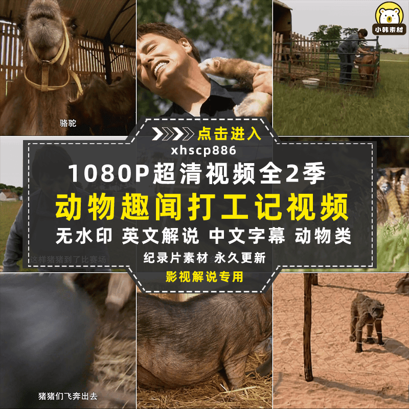 动物趣闻纪录片动物打工记全2季中视频自媒体解说高清视频素材