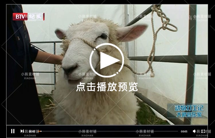 动物趣闻纪录片动物打工记全2季中视频自媒体解说高清视频素材