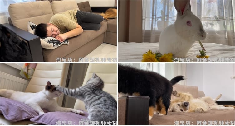 国外宠物萌宠搞笑动物猫咪狗狗抖音短视频自媒体高清实拍素材剪辑