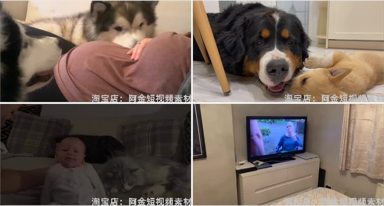 国外宠物萌宠搞笑动物猫咪狗狗抖音短视频自媒体高清实拍素材剪辑