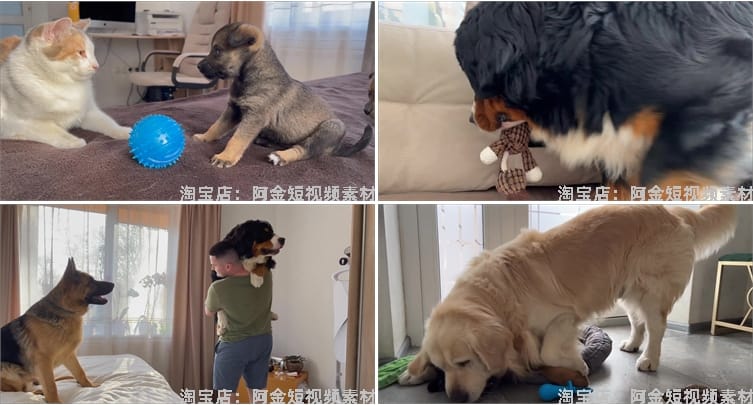 国外宠物萌宠搞笑动物猫咪狗狗抖音短视频自媒体高清实拍素材剪辑