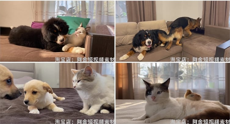 国外宠物萌宠搞笑动物猫咪狗狗抖音短视频自媒体高清实拍素材剪辑