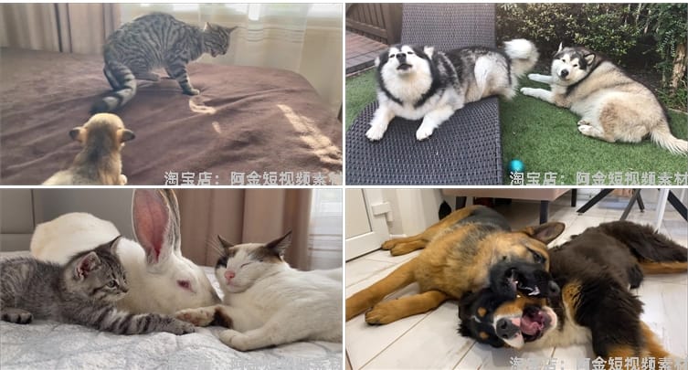 国外宠物萌宠搞笑动物猫咪狗狗抖音短视频自媒体高清实拍素材剪辑