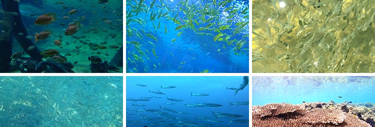 海底世界美景鱼群成群游动观赏鱼海洋馆特写实拍抖音剪辑视频素材