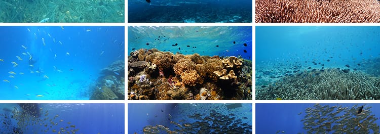 海底世界美景鱼群成群游动观赏鱼海洋馆特写实拍抖音剪辑视频素材