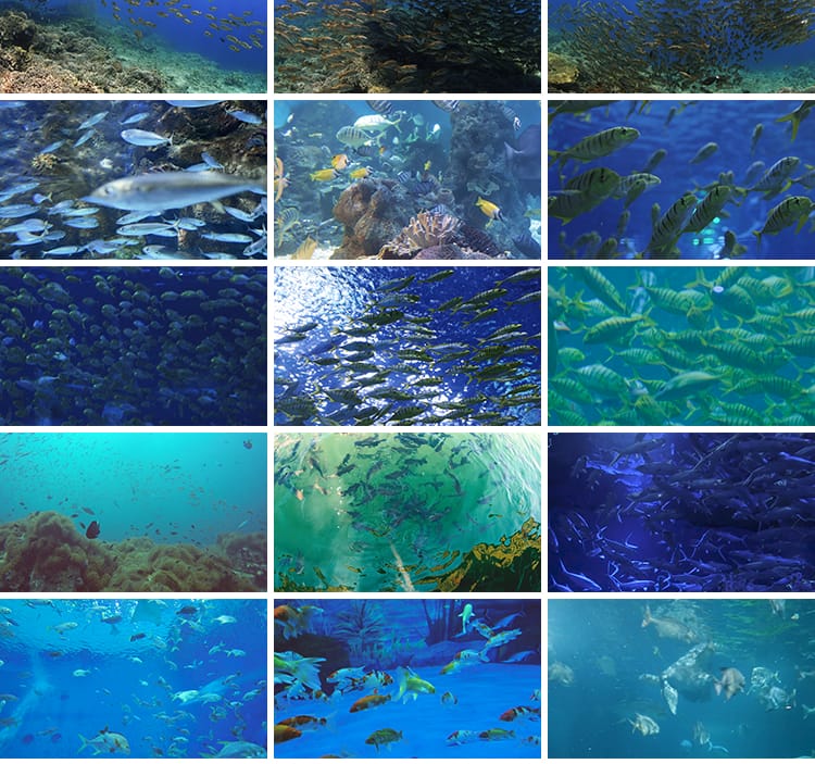 海底世界美景鱼群成群游动观赏鱼海洋馆特写实拍抖音剪辑视频素材