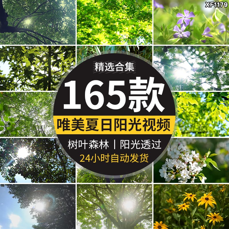夏日阳光穿透过树叶青翠绿色森林空境头大自然树木树林短视频素材