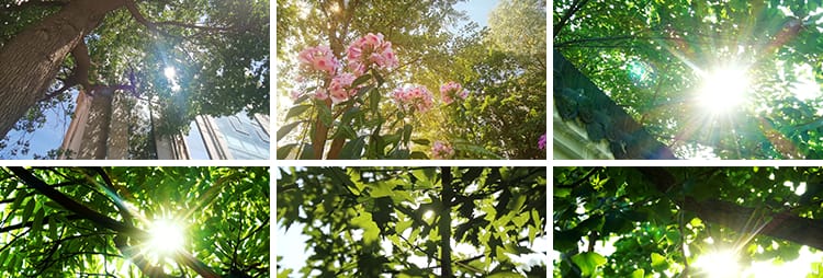 夏日阳光穿透过树叶青翠绿色森林空境头大自然树木树林短视频素材