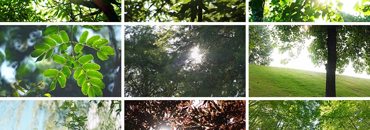 夏日阳光穿透过树叶青翠绿色森林空境头大自然树木树林短视频素材
