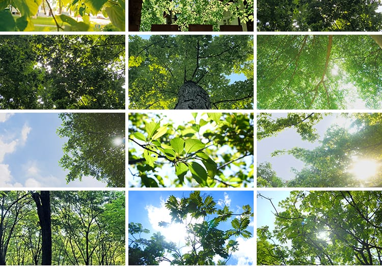 夏日阳光穿透过树叶青翠绿色森林空境头大自然树木树林短视频素材