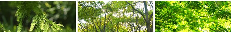 夏日阳光穿透过树叶青翠绿色森林空境头大自然树木树林短视频素材