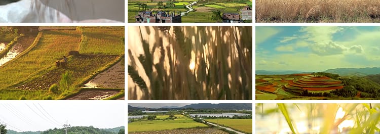 农村生活风景象风光故乡怀旧念旧家乡农民种植插秧庄稼短视频素材