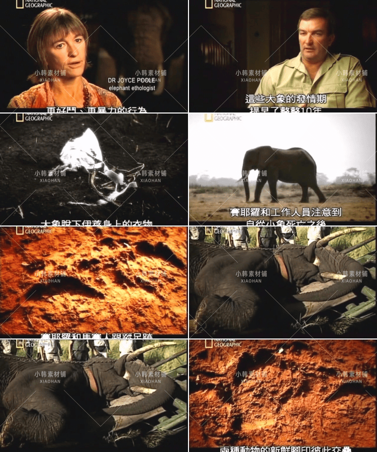 国家地理野生动物纪录片掠食者犯罪现场中视频自媒体解说视频素材
