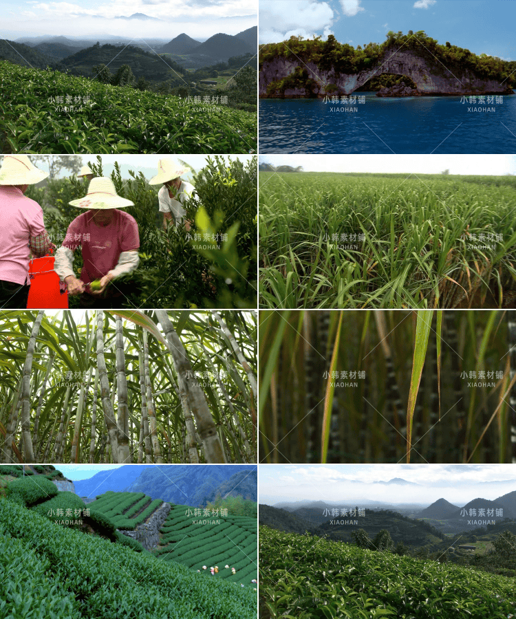 农业种植横版高清抖音自媒体pr剪辑背景视频素材