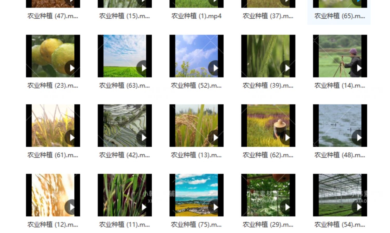 农业种植横版高清抖音自媒体pr剪辑背景视频素材