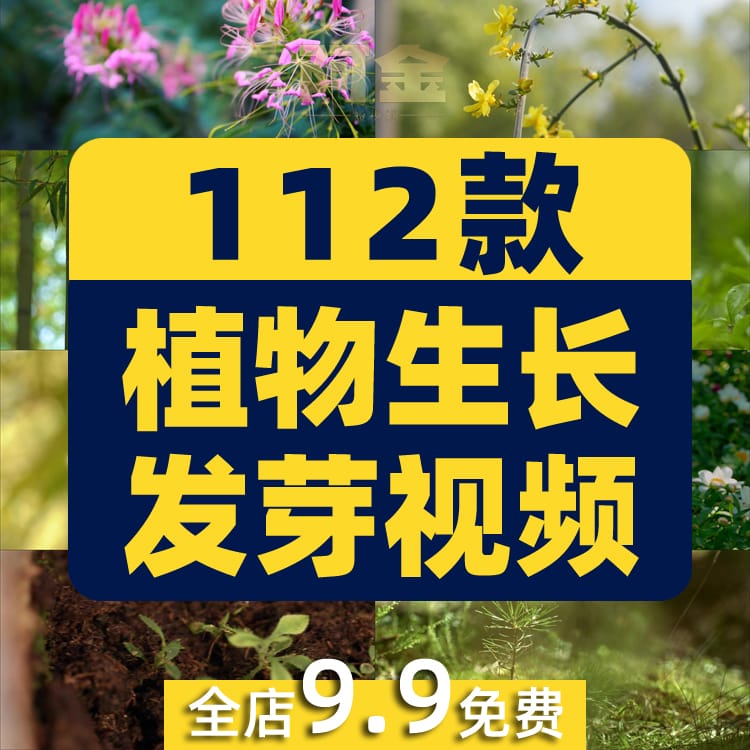 植物生长种子快速发芽延时绿色幼苗破土而出春天视频剪辑视频素材