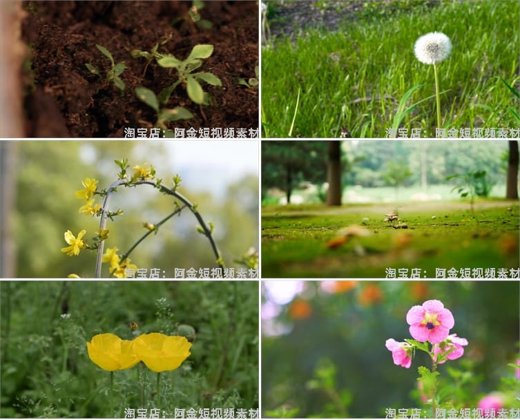 植物生长种子快速发芽延时绿色幼苗破土而出春天视频剪辑视频素材