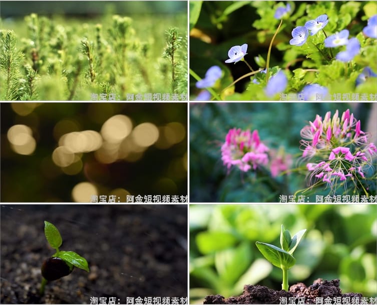 植物生长种子快速发芽延时绿色幼苗破土而出春天视频剪辑视频素材