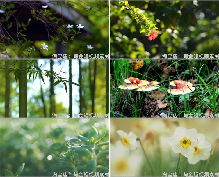 植物生长种子快速发芽延时绿色幼苗破土而出春天视频剪辑视频素材