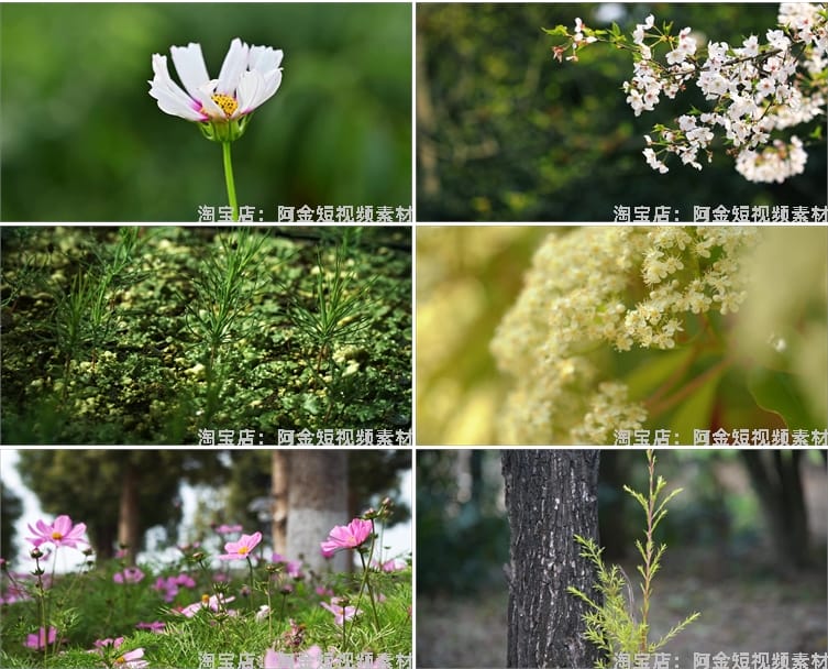 植物生长种子快速发芽延时绿色幼苗破土而出春天视频剪辑视频素材