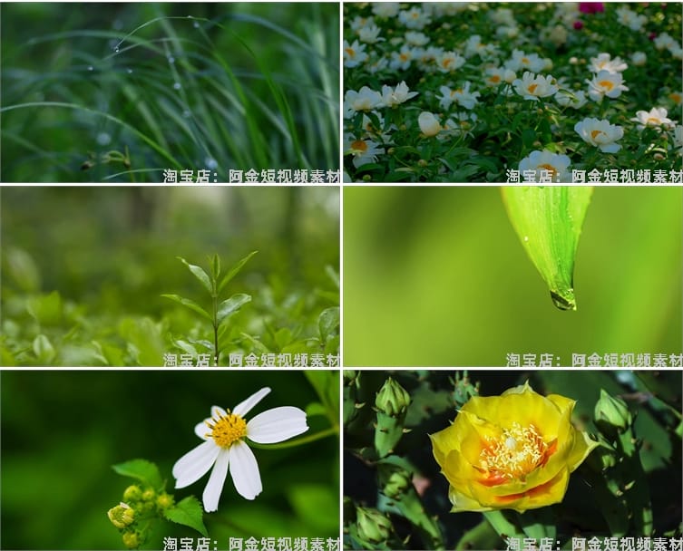 植物生长种子快速发芽延时绿色幼苗破土而出春天视频剪辑视频素材