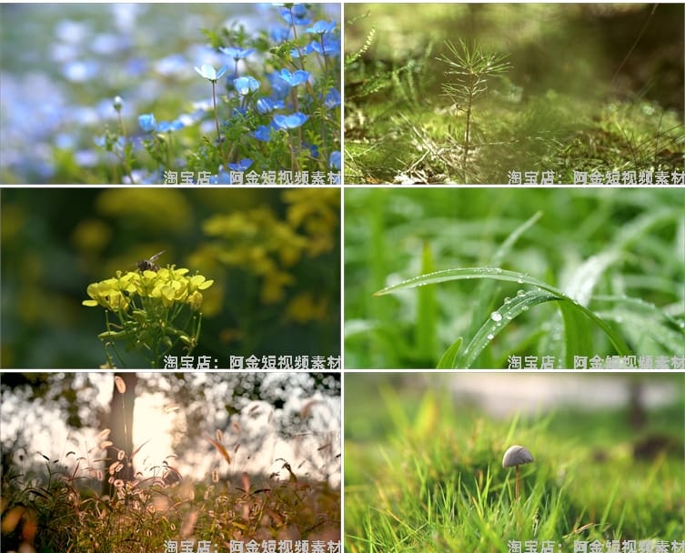 植物生长种子快速发芽延时绿色幼苗破土而出春天视频剪辑视频素材