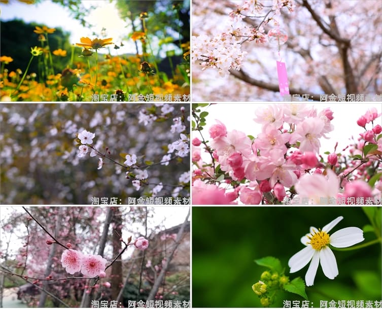 春暖花开花朵绽放花卉鲜花风景素材高清春天自然治愈系短视频背景
