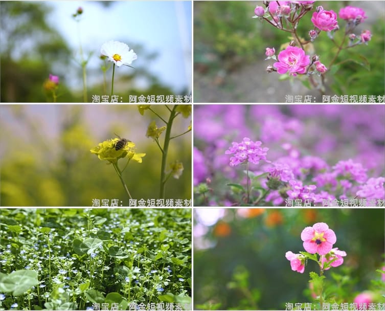 春暖花开花朵绽放花卉鲜花风景素材高清春天自然治愈系短视频背景