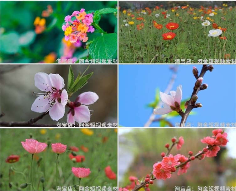 春暖花开花朵绽放花卉鲜花风景素材高清春天自然治愈系短视频背景