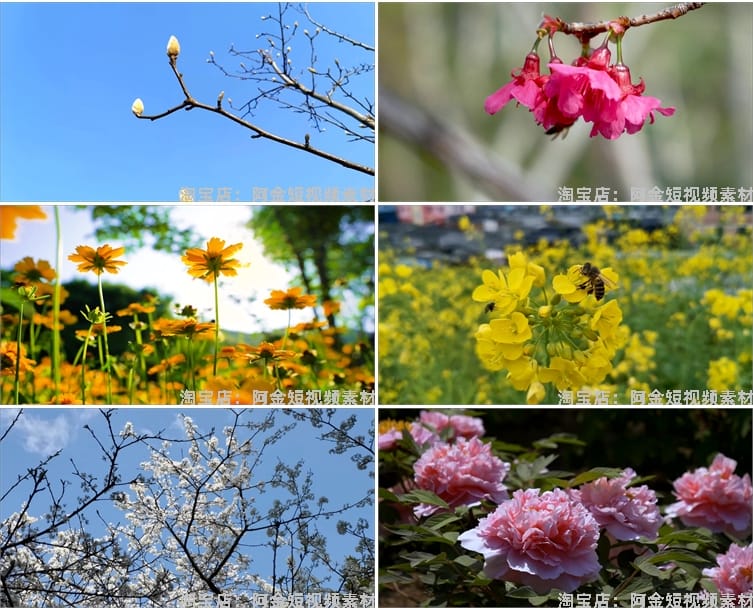 春暖花开花朵绽放花卉鲜花风景素材高清春天自然治愈系短视频背景
