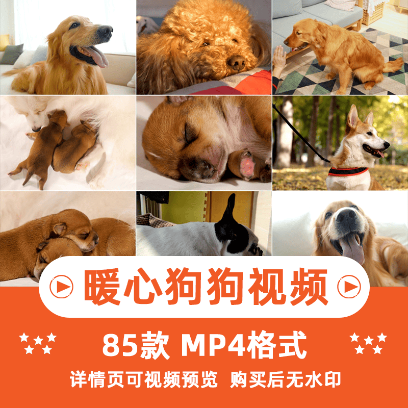 小狗可爱动物横版高清抖音自媒体pr剪辑背景视频素材