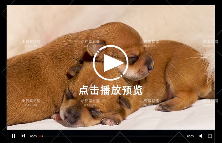 小狗可爱动物横版高清抖音自媒体pr剪辑背景视频素材