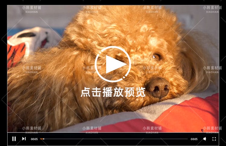 小狗可爱动物横版高清抖音自媒体pr剪辑背景视频素材