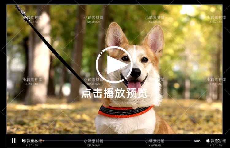 小狗可爱动物横版高清抖音自媒体pr剪辑背景视频素材