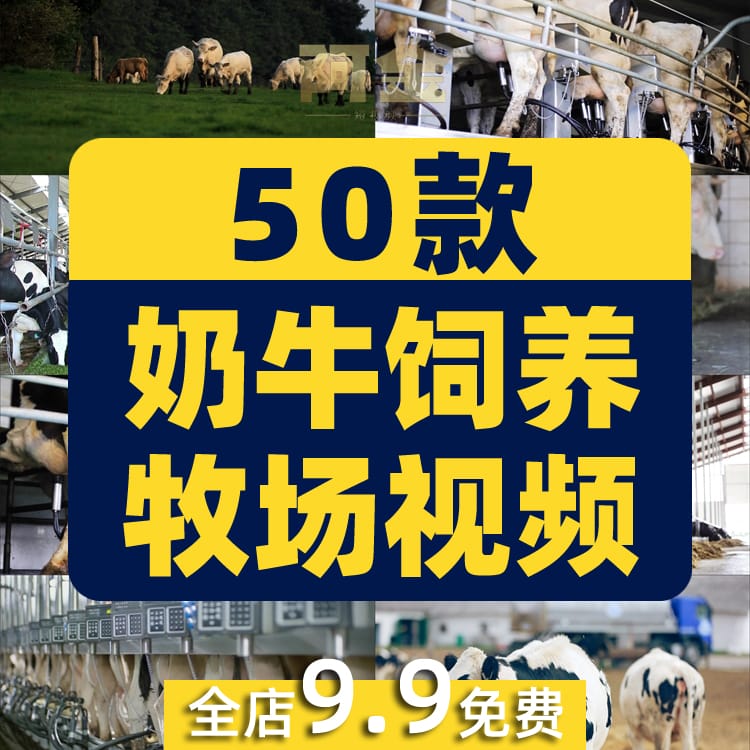 奶牛饲养牧场草原吃草养牛挤奶牧业农场短视频高清实拍素材剪辑