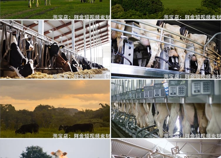 奶牛饲养牧场草原吃草养牛挤奶牧业农场短视频高清实拍素材剪辑