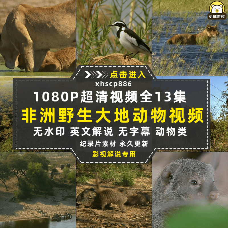 野生动物纪录片非洲野生大地中视频自媒体解说高清剪辑视频素材