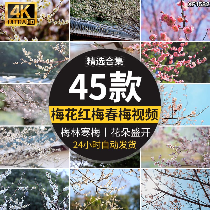 梅花园梅林寒梅春梅腊梅花朵绽放特写红梅冬梅4K高清实拍视频素材