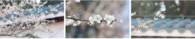 梅花园梅林寒梅春梅腊梅花朵绽放特写红梅冬梅4K高清实拍视频素材