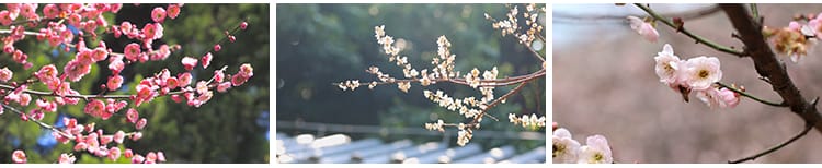梅花园梅林寒梅春梅腊梅花朵绽放特写红梅冬梅4K高清实拍视频素材