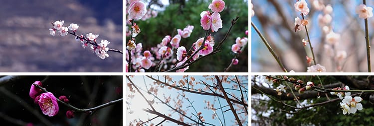 梅花园梅林寒梅春梅腊梅花朵绽放特写红梅冬梅4K高清实拍视频素材