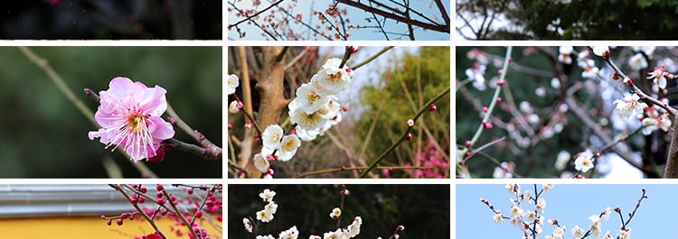 梅花园梅林寒梅春梅腊梅花朵绽放特写红梅冬梅4K高清实拍视频素材
