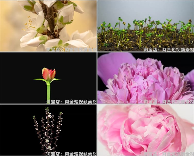 花朵盛开过程万物生长春天鲜花植物延时发芽开花盛开实拍视频素材