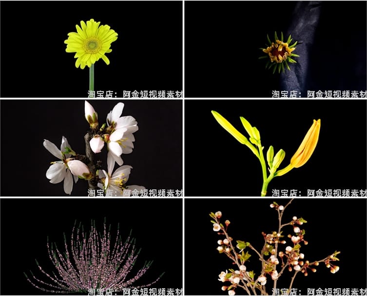 花朵盛开过程万物生长春天鲜花植物延时发芽开花盛开实拍视频素材