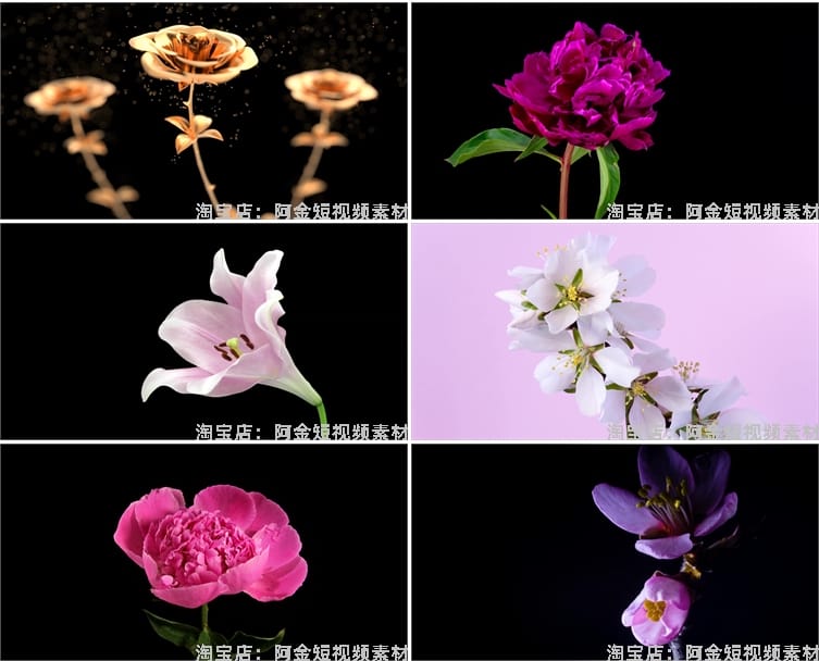 花朵盛开过程万物生长春天鲜花植物延时发芽开花盛开实拍视频素材